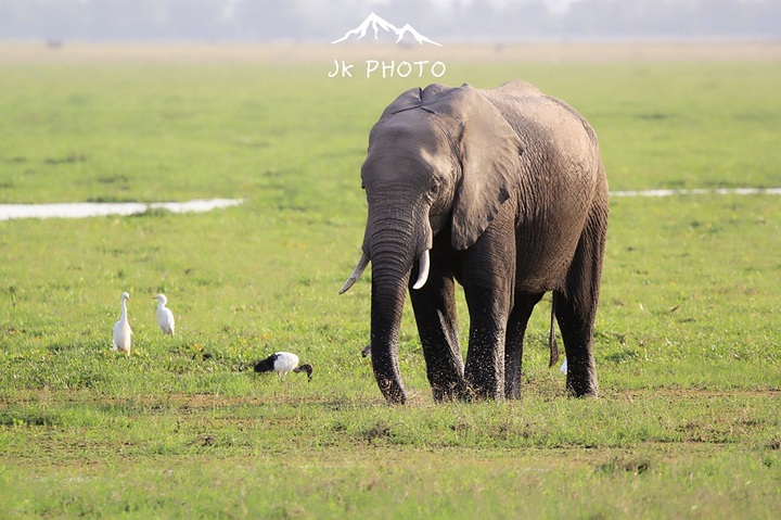 内罗毕公园也是世界上唯一位于国家首都的一座真正的野生动物园还没