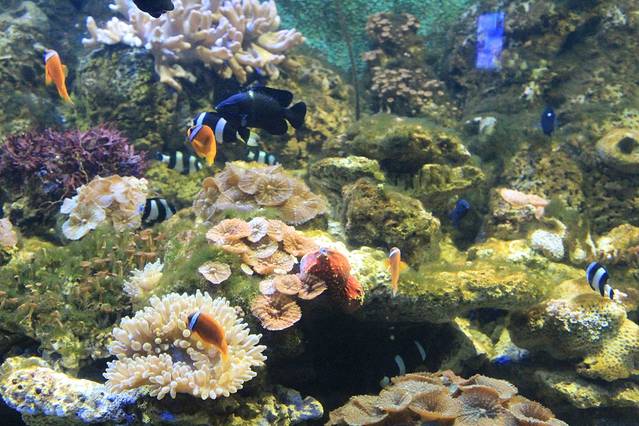 重庆欢乐海底世界