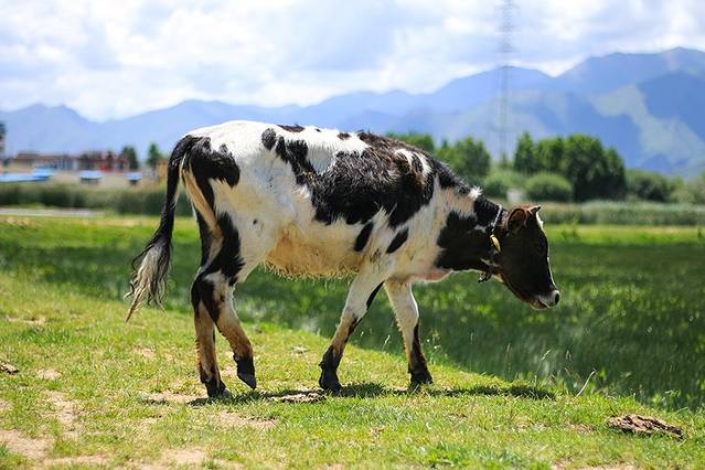 拉鲁湿地国家级自然保护区