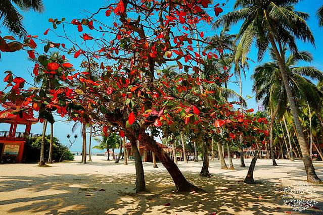 东郊椰林风景区