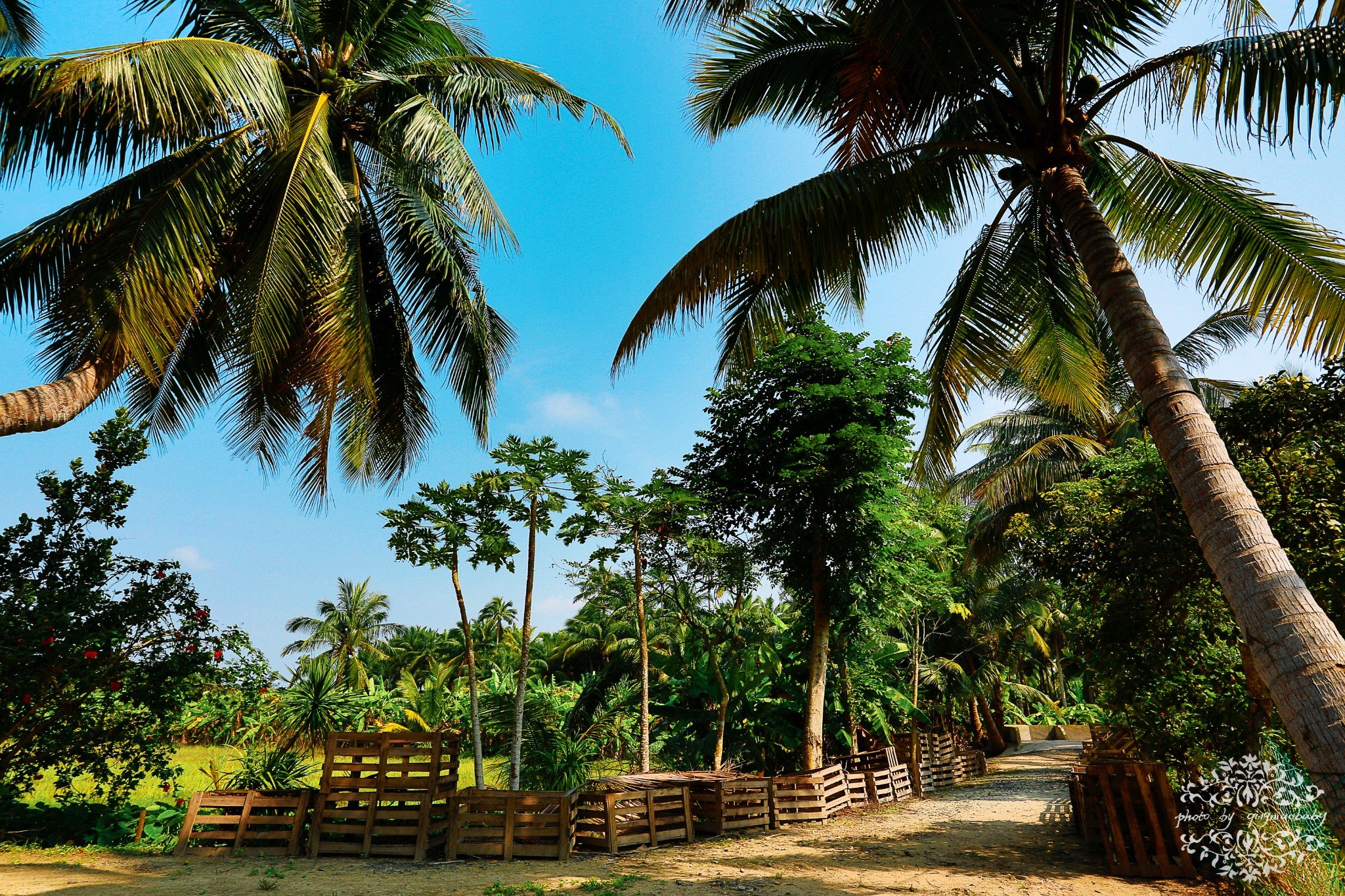 东郊椰林的海鲜大餐超级好吃味美新鲜不吃遗憾