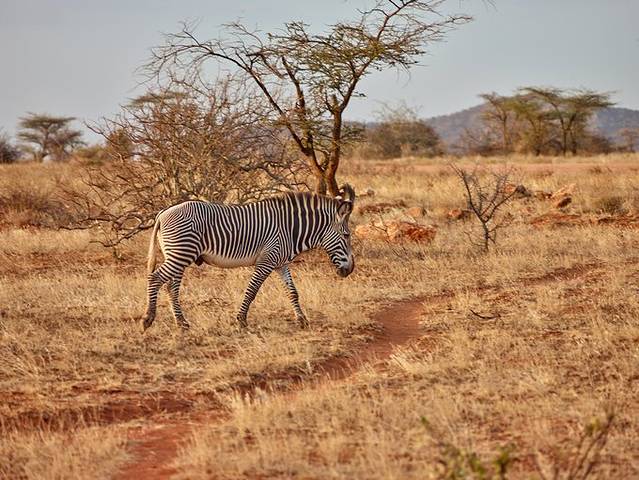 桑布鲁野生动物保护区