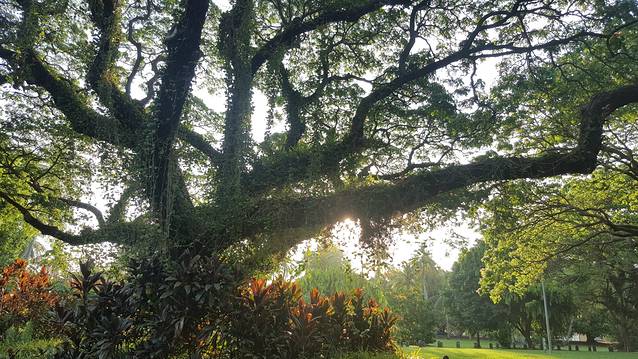 乔治·布朗植物园