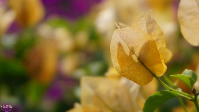 千姿百色,红色福地