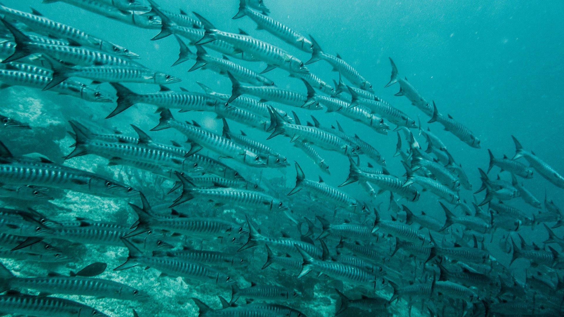 21西巴丹岛游玩攻略 第二潜运气非常好 下水不久 去哪儿攻略