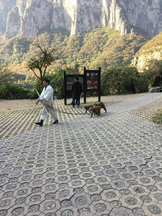 猕猴谷-猕猴表演区