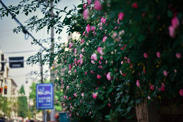 颐和路公馆区第十二片区