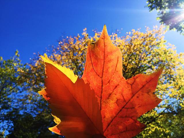 中央公园动物园