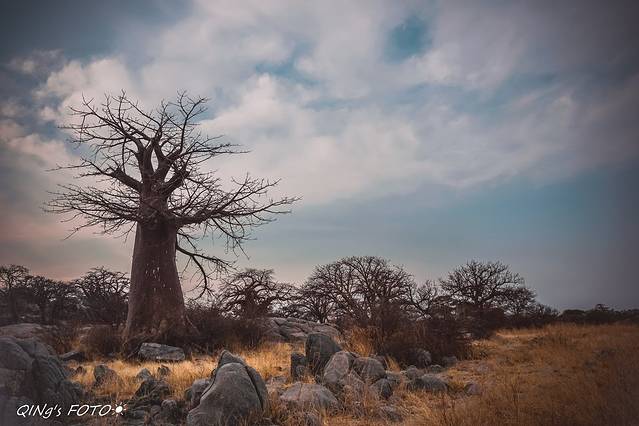 非洲之南,钻石以外【Mobile Safari@博茨瓦纳