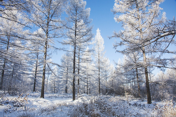 邂逅那一场风花雪月,冰雪呼伦贝尔的放逐之旅