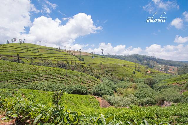 努瓦勒埃利耶茶园