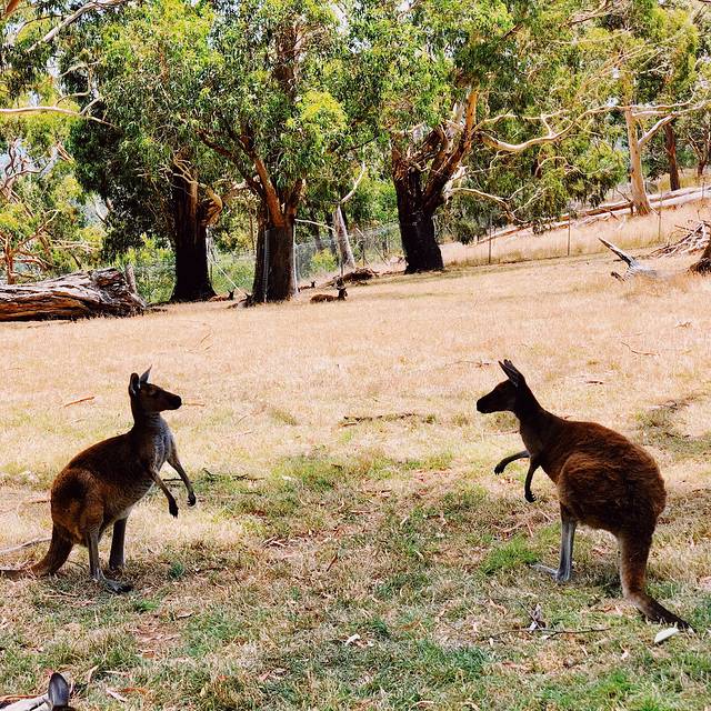 克莱兰德野生动物园