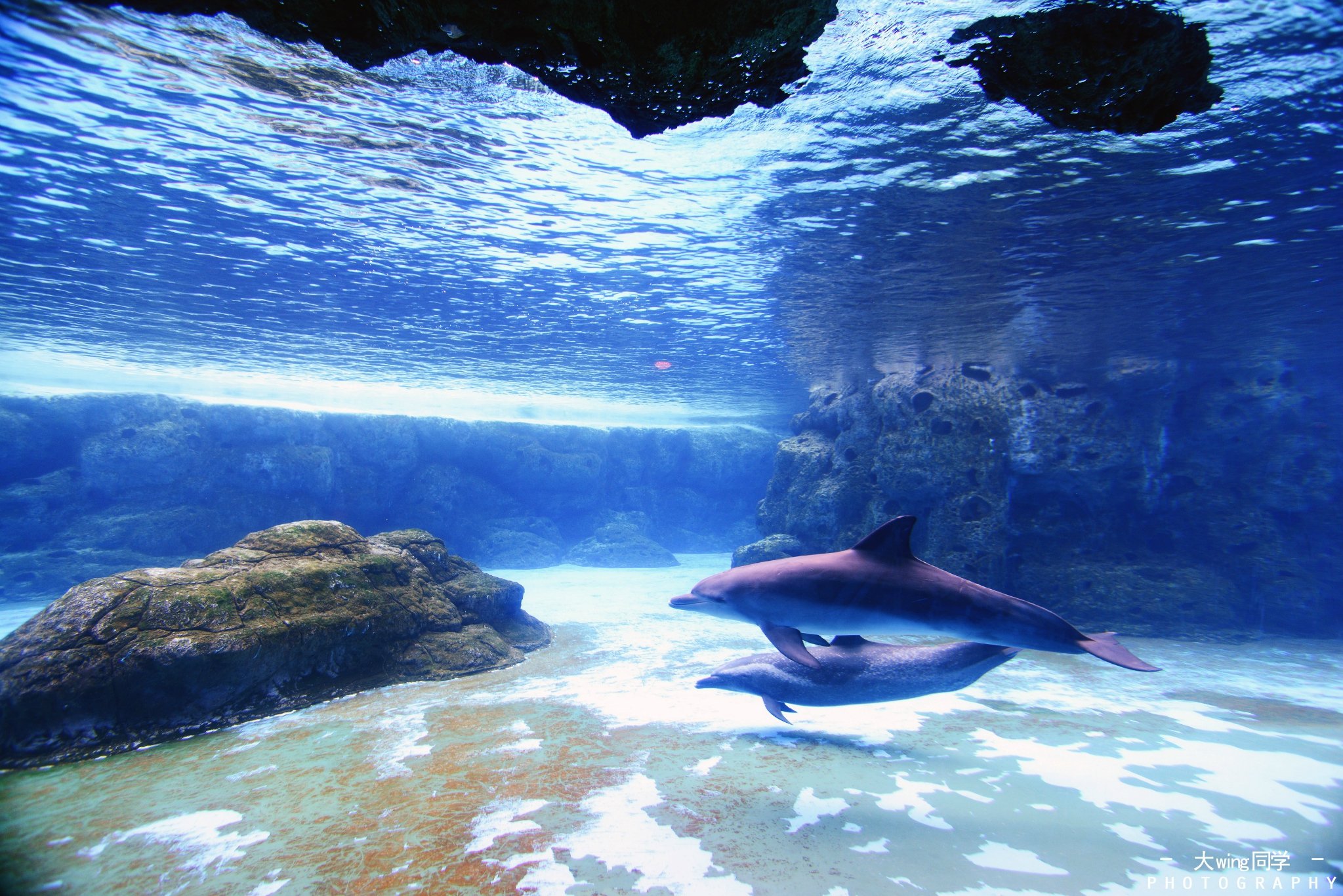 第一次感受到鲸鱼在我面前游过是如此的震撼,就如置身于海底世界之中
