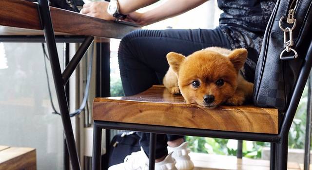 【二刷清迈】 吃货的文艺玩法(美食地图、精品