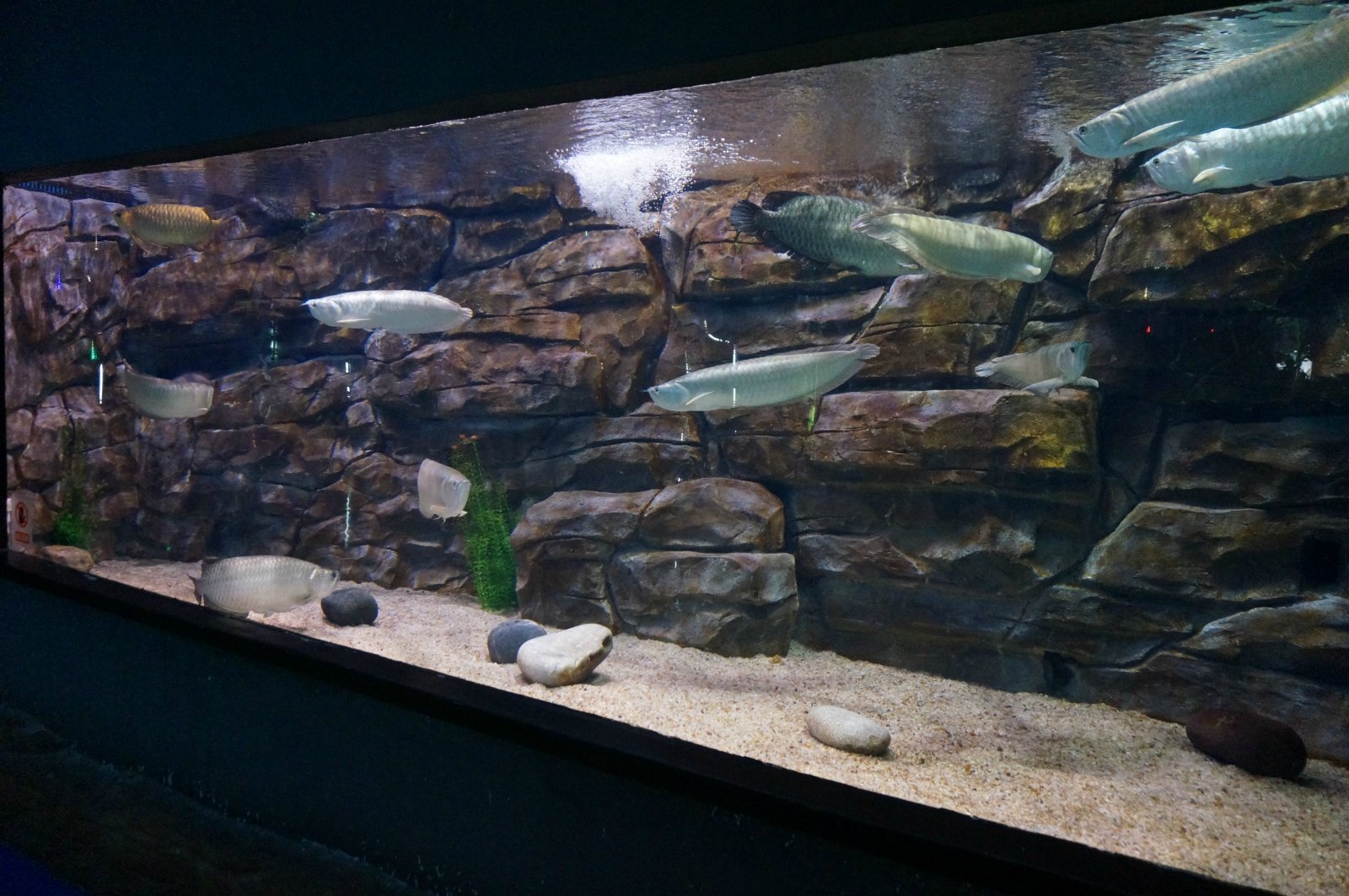 一进门的缸里养了好多条银龙,价格不菲啊