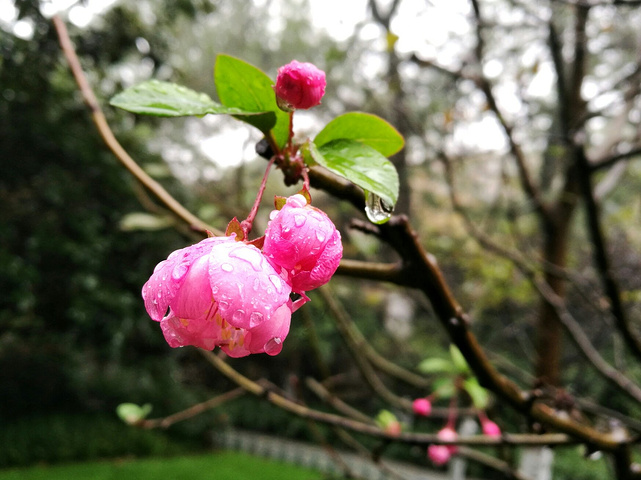 "西湖真的很大，许多景点虽然都在西湖畔，却相距甚远。比如雷峰塔和断桥就隔着一汪碧绿的湖水，两两相望_雷峰塔"的评论图片