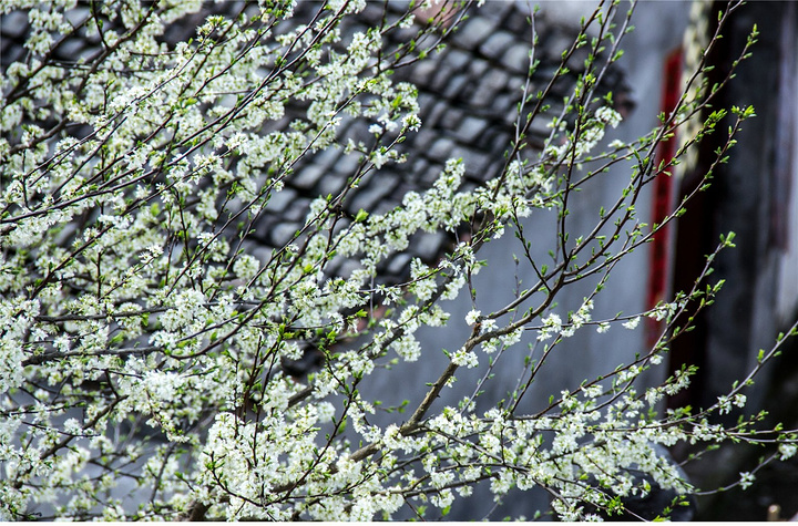 "虽说庐坑是要打造成生态景观村，但是这里人迹罕至（除了当地居民和来写生的画家、摄影师之外）没有圈..._庐坑"的评论图片