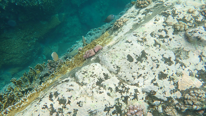 【概况】黑岛是芽庄最出名的四岛之一,芽庄潜水必去的一个点潜水照是我调色后的。但是随便潜一下还可以