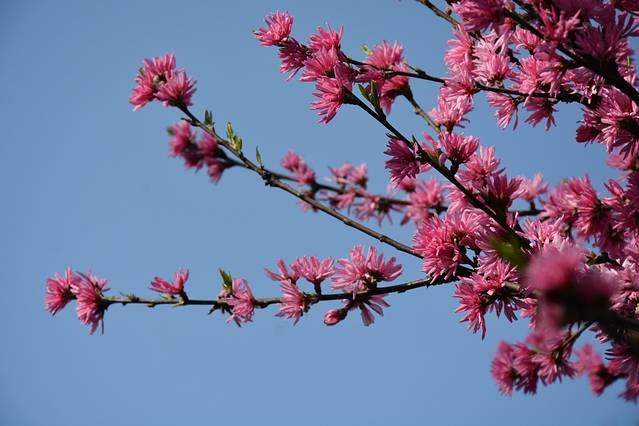 隋唐城遗址植物园