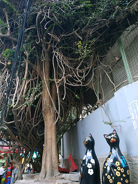 厦门猫咪博物馆(思明南路店)cat museum