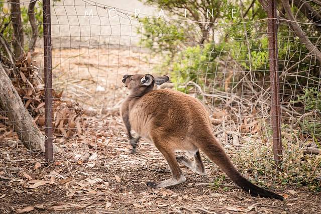 弗林德斯蔡斯国家公园
