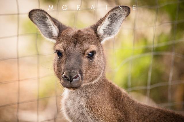 弗林德斯蔡斯国家公园