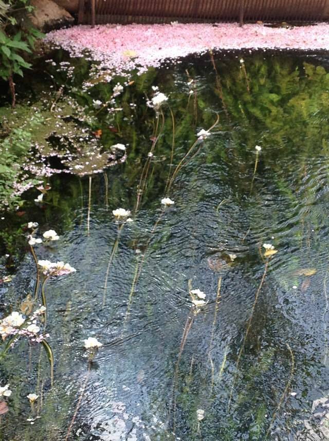 云南丰泽园植物园