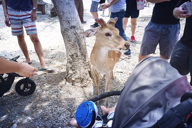 垦丁鹿境梅花鹿生态园区