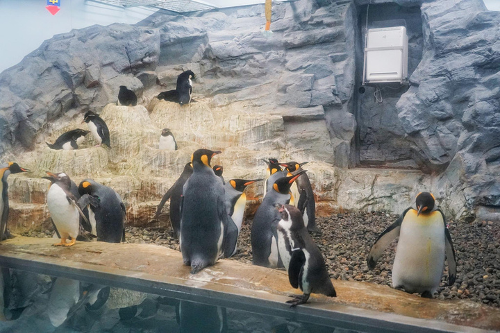 很是美丽~在游览动物园的过程中,园长的用心体现在各个细节布置上,更