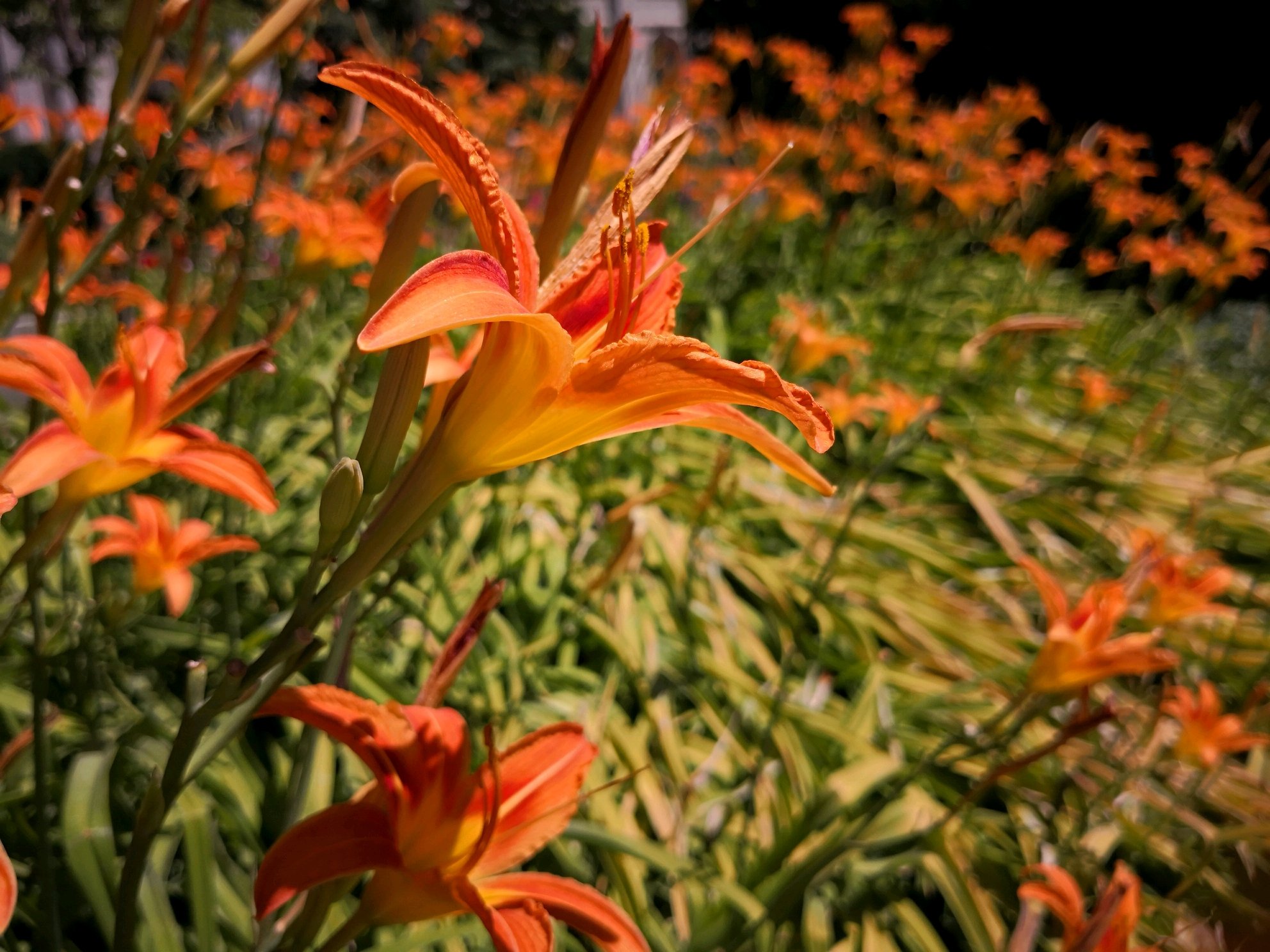 干净,透亮的阳光照在这清洁的植物上,好养眼.