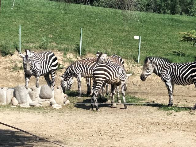 北京野生动物园步行游览区 