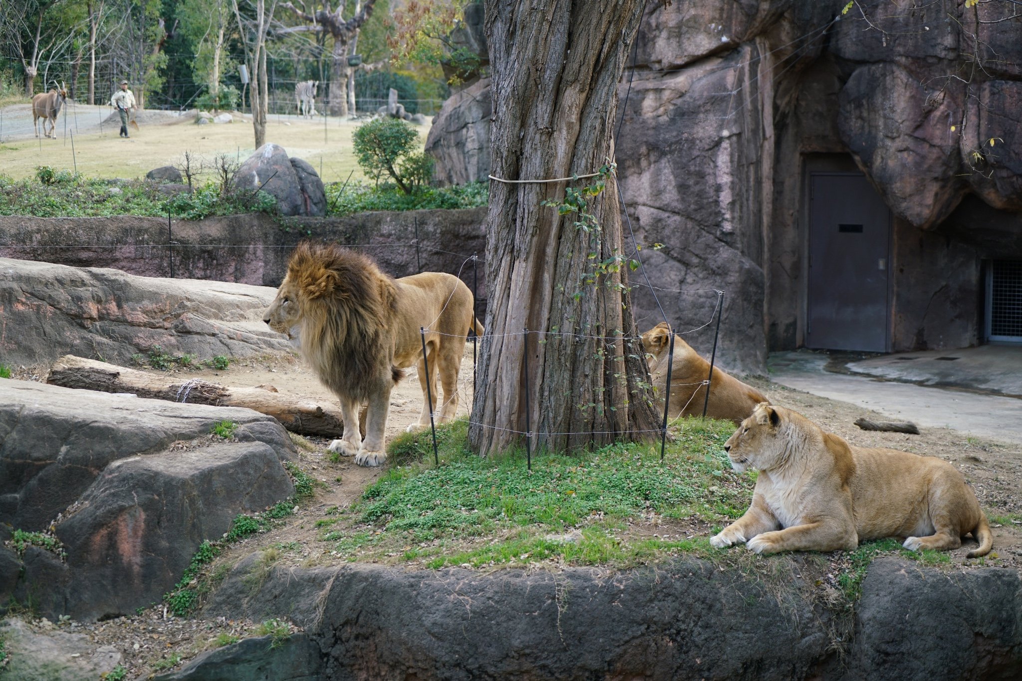 2024天王寺动物园游玩攻略,冬天的动物园真的不是那么好.