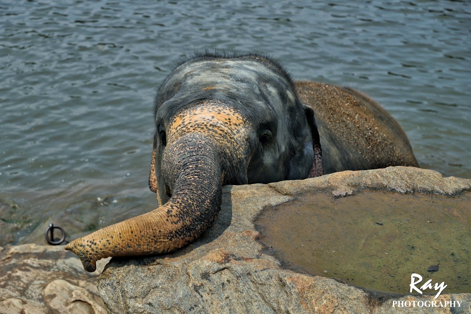 2018品纳维拉大象孤儿院游玩攻略,.喂食,给大象