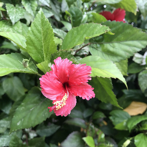 甲米(红树林皮划艇)