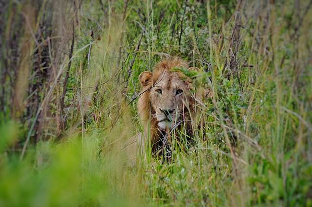 克留格尔国家公园