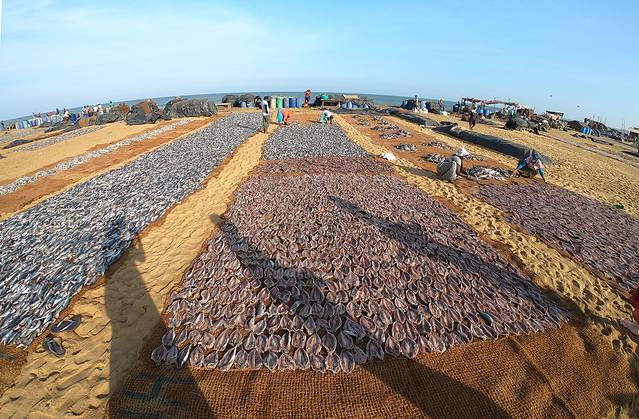 尼甘布中心鱼市场