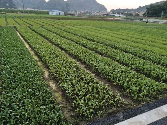 罗定市海惠生态农业观光示范园