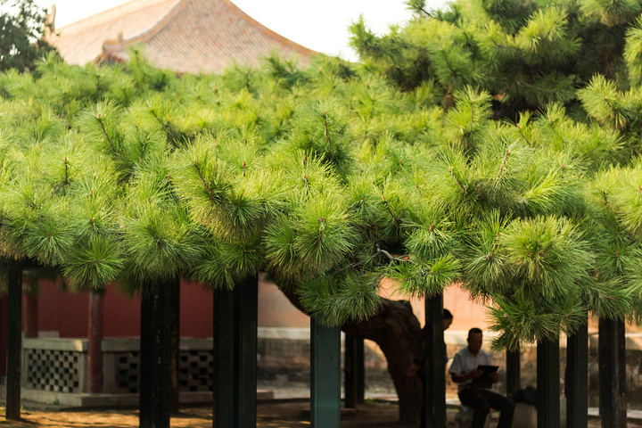 事先在故宫官网上购买了门票,因此不需要排长