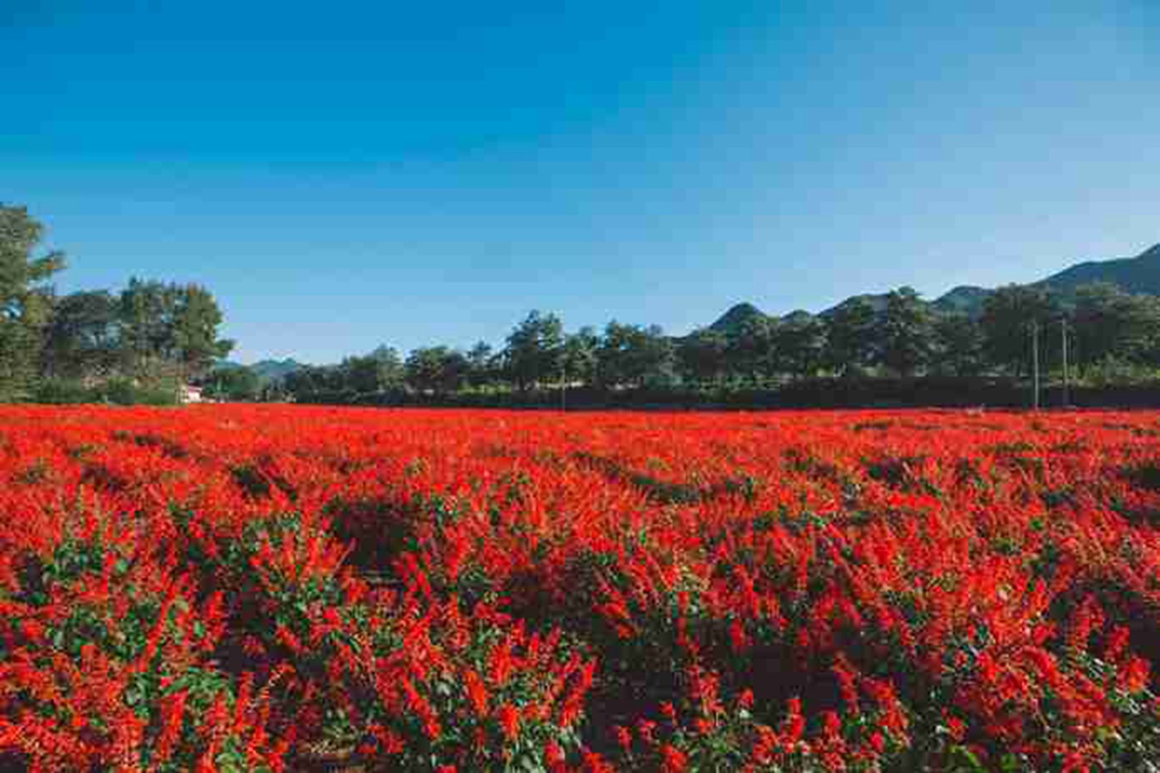 初秋京郊 赏8000亩四季花海 体验掰玉米 拓画 住进真正的乡土人情里 延庆旅游攻略 游记 去哪儿攻略 初秋京郊 赏8000亩四季花海 体验掰玉米 拓画 住进真正的乡土人情里 延庆旅游攻略 游记 去哪儿攻略