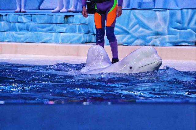 极地探险-白鲸剧场