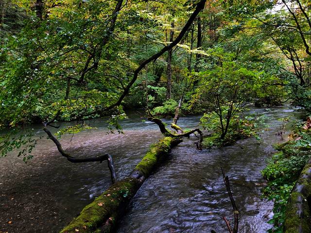 奥入濑溪流