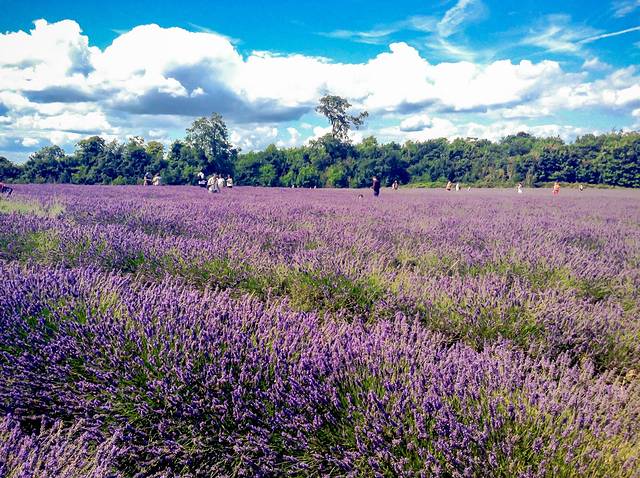 梅菲尔德薰衣草农场