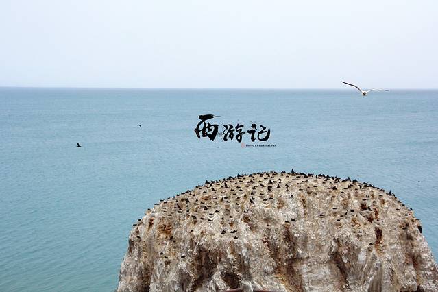 青海湖国家级自然保护区鸬鹚岛