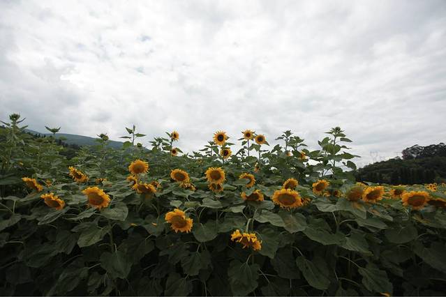 金色螳螂川风景区