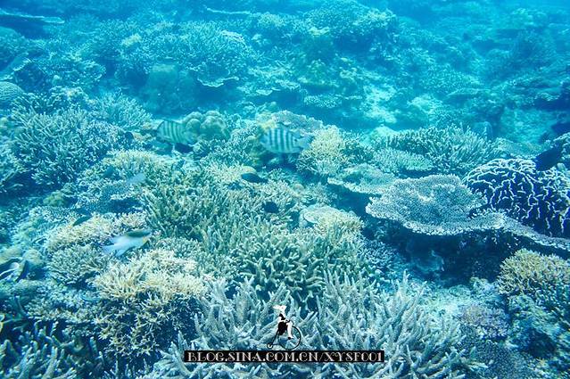 Inter-Island Helicopters