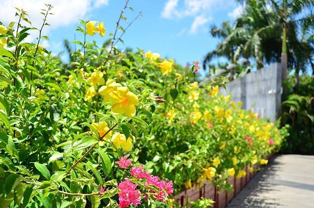 深圳国际园林花卉博览园