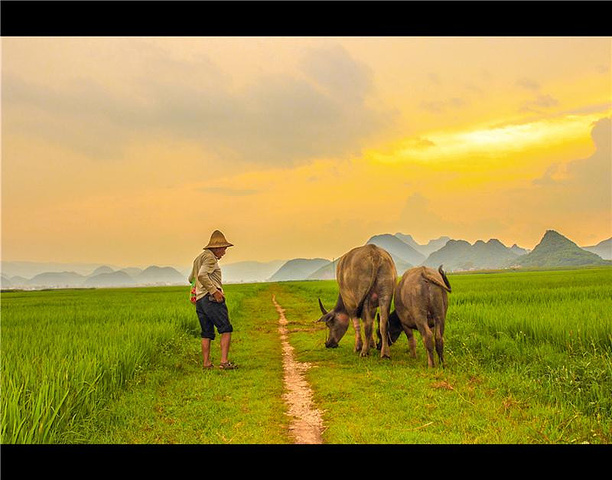 田间的老人,牵着水牛向家中归去.