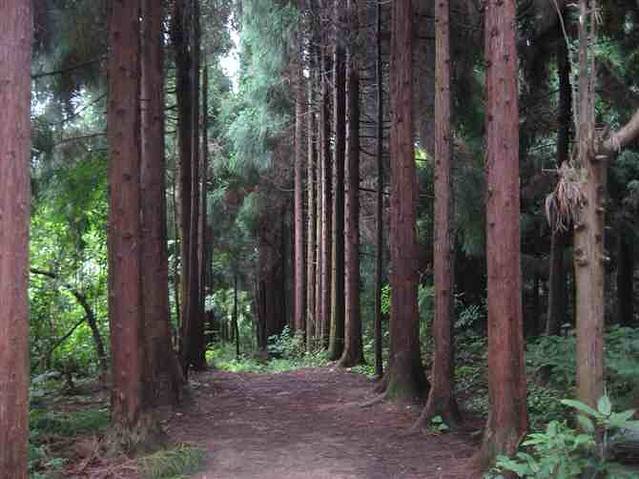 朱雀国家森林公园