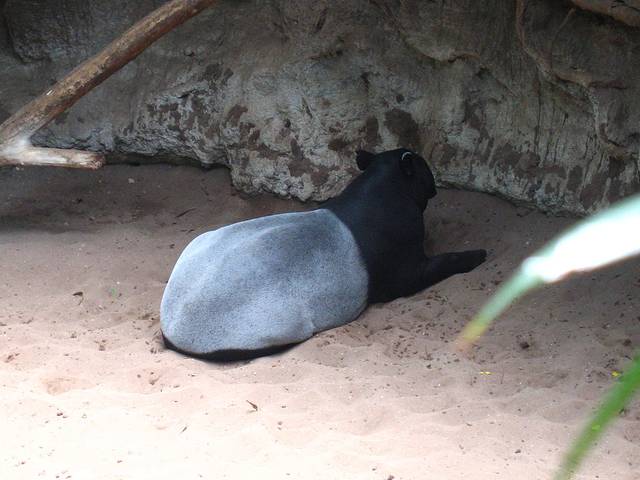 布朗克斯动物园