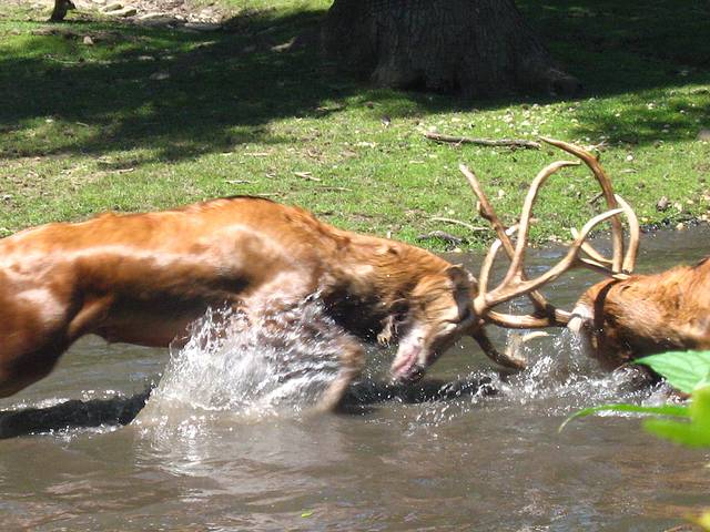 布朗克斯动物园